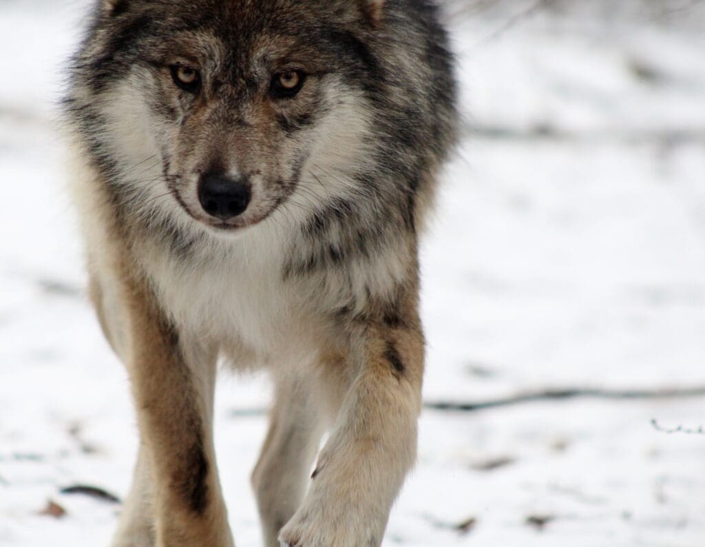 It’s time to end trapping in New Mexico