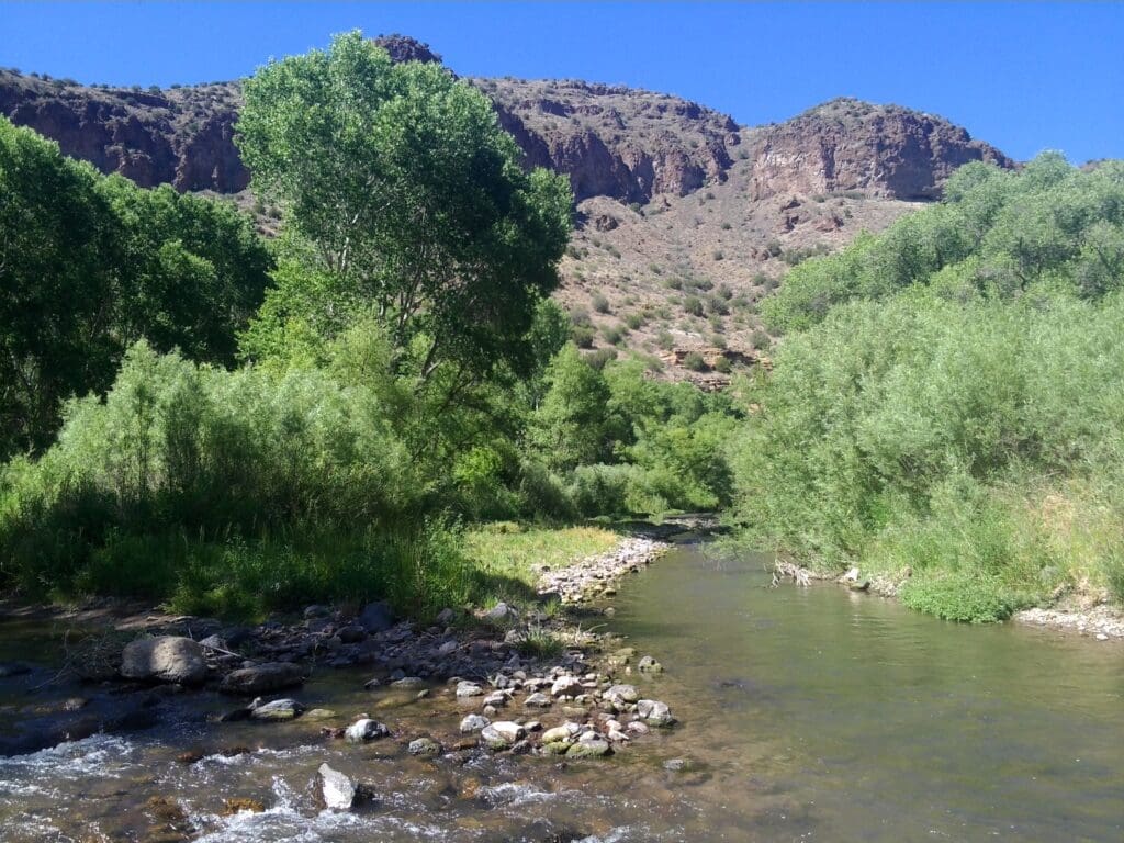 Message from the Executive Director Regarding Removal of Feral Cattle from Gila Wilderness