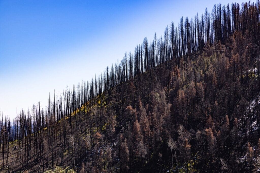 Calf Canyon Fire: An Autohistoria