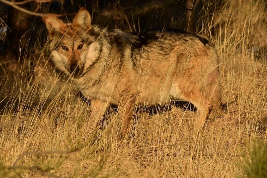 It’s the same (very, very) old story about wolves