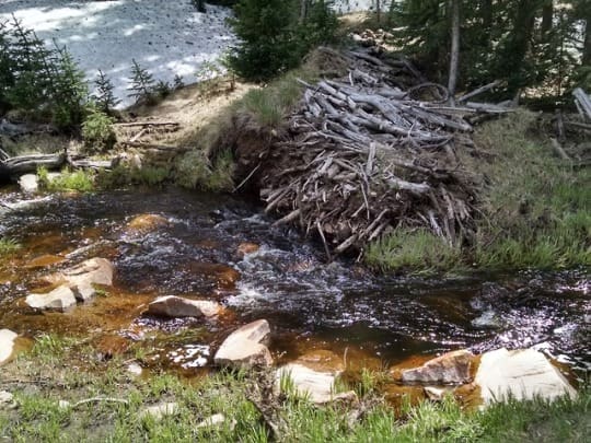The Diversity in Water