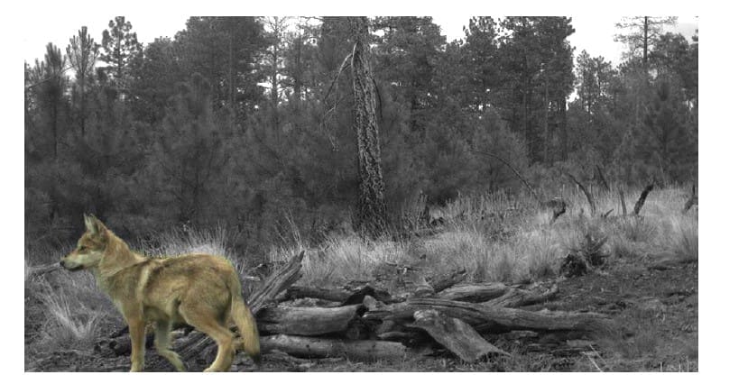 Government Agents Kill Endangered Mexican Gray Wolf Father, Threatening Pack’s Survival