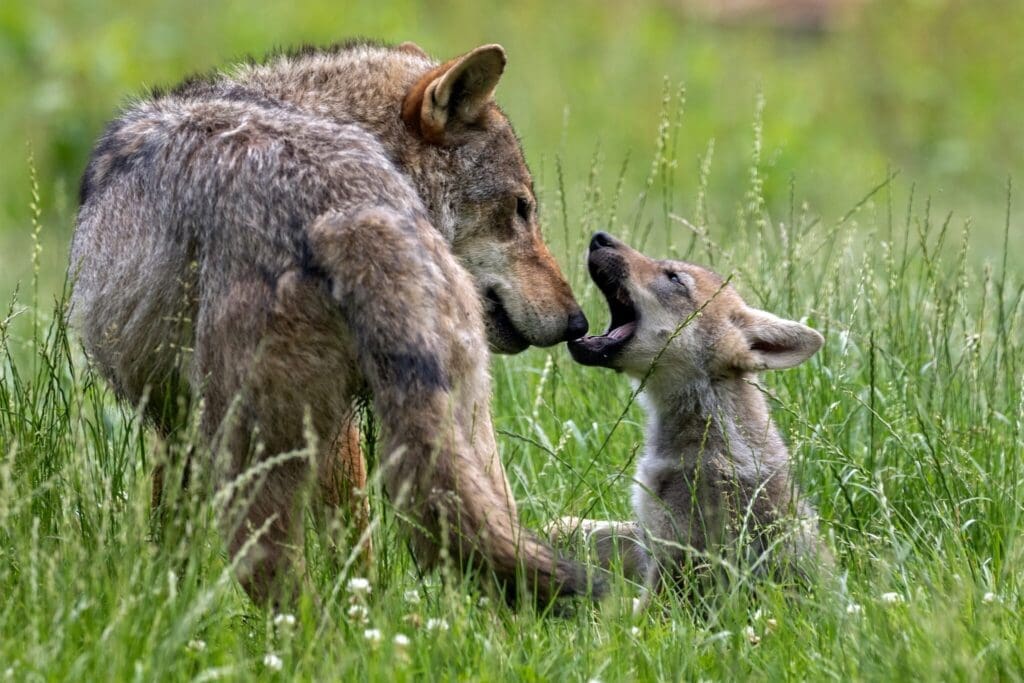 PRESS RELEASE: Mexican Gray Wolf Numbers Reach 319 in Southwest