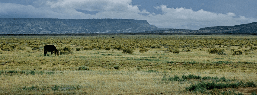 Grazing on public lands