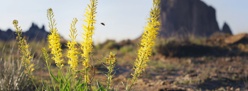 Stop spraying toxic pesticides over our public lands