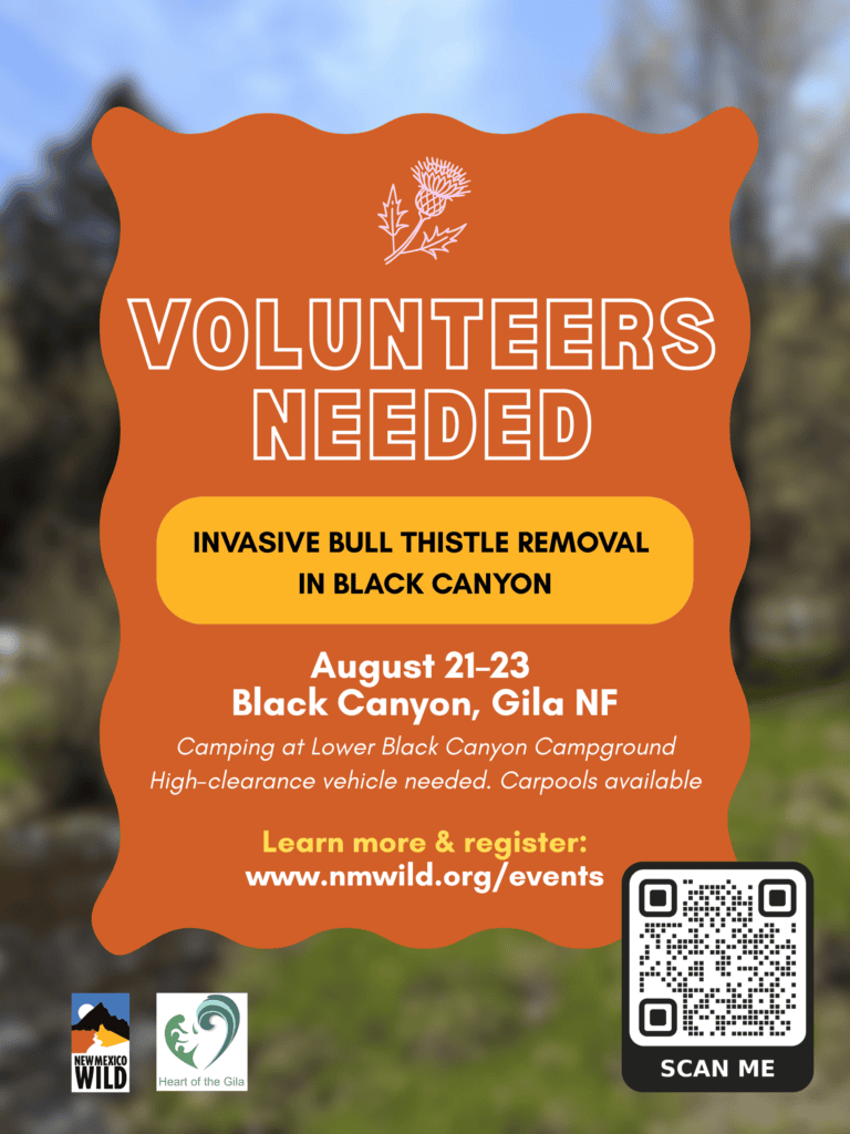 Black Canyon Invasive Bull Thistle Removal Project