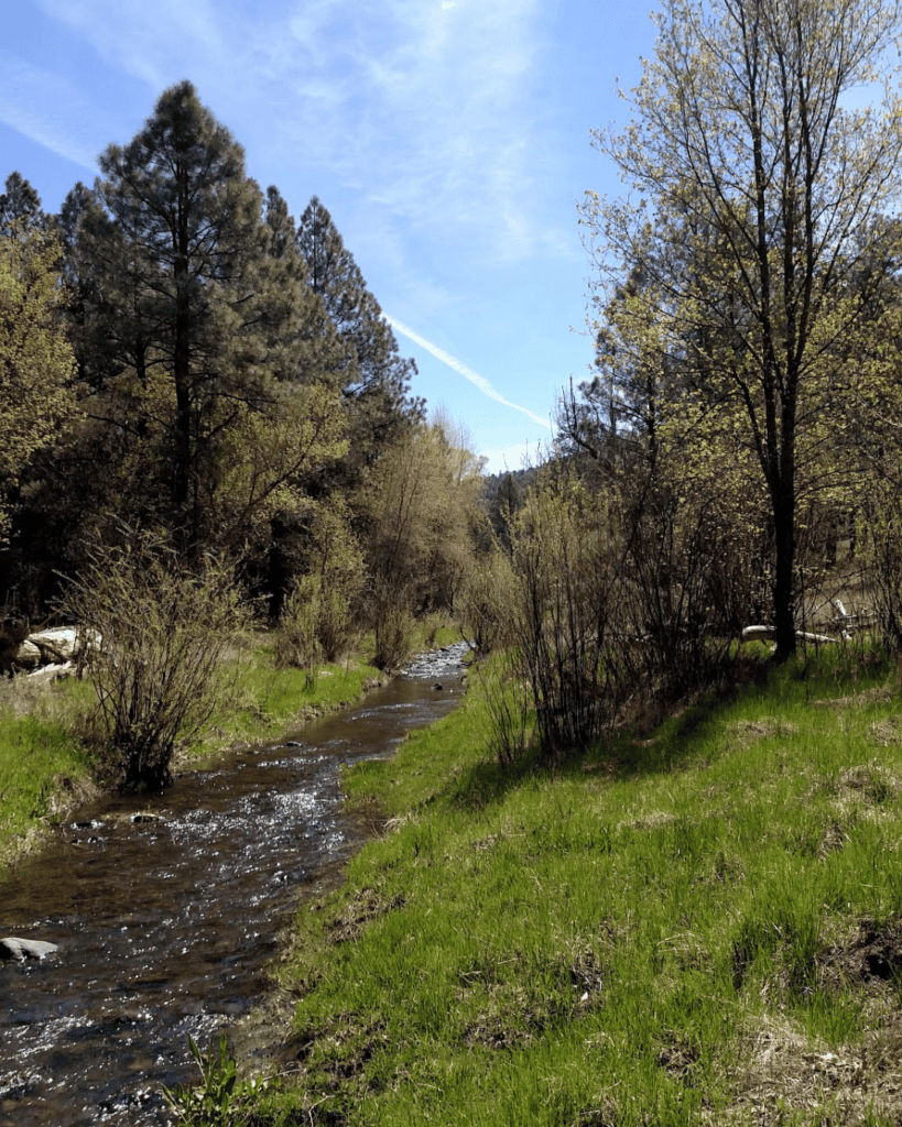 Black Canyon Invasive Bull Thistle Removal Project